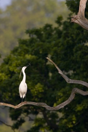 Little_Egret